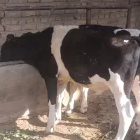 گوساله نر هلشتاین