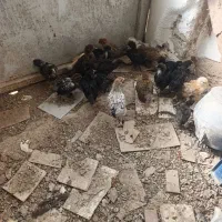 جوجه 38روزه برهما امروک مرندی ابریشمی