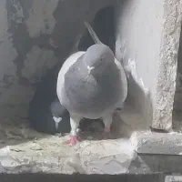 ماده فیروزی