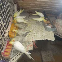 عروس هلندی سالم سرحال تضمینی و مولد یکجا