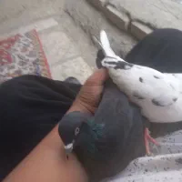 سلام یه جفت کفتر به ظمانت تخم جوجه طاق با پرنده