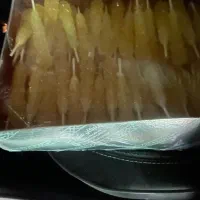 انواع اقسام نبات فروش عمده