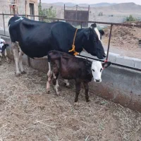 گاو فروش سه راس گاو هولشتاین سالم و اولین زایش