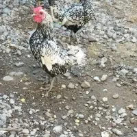 مرغ سلطان و مرغ خروس چینی