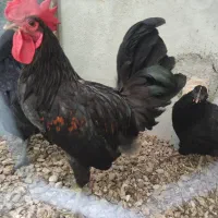 خروس محلی اصل