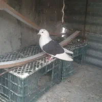 نر دوکتی مشکی