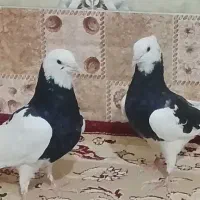 کبوتر