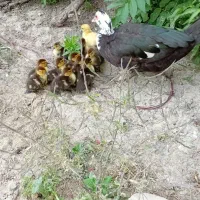 اردک اسرائیلی با جوجه