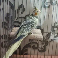 جوجه ماده
