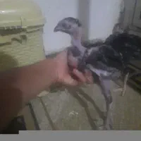 جوجه لاری اصل