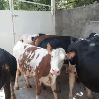 گوساله سمینتال ماده کشتاری