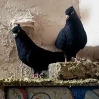کبوتر زاغ جفت تضمینی