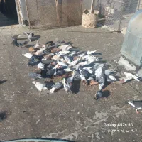 فروش کبوتر.بصورت عمده
