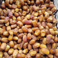 فروش عمده خرما زاهدی(قصب)