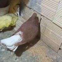 دم سفید زرد و سرخ با دوتا جوجه زرد سرخ دم سفید