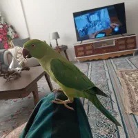 ملنگو نر