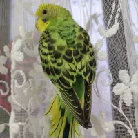 مرغ عشق گمشده