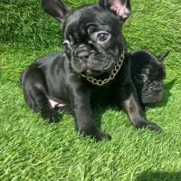 سگ توله فرنچ بولداگ کیفیت بالا بولداگ انگلیسی