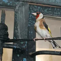 سهرنر