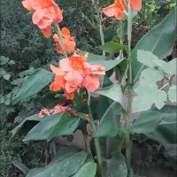 فروش انواع گل با گلدان و ریشه دار سالم قیمت مناسب
