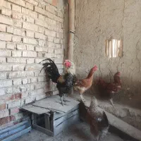 خروس محلی