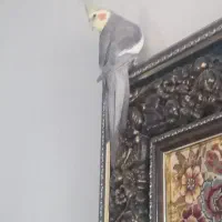 عروس هلندی سخنگو نر ۲ساله