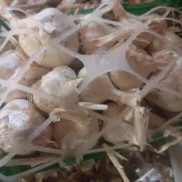 سیر سبدی خشک