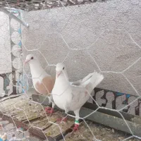 دوکت