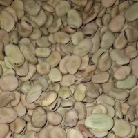 باقله فارس برداشت امسال