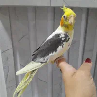 طوطی عروس هلندی ماده کاملآ رام