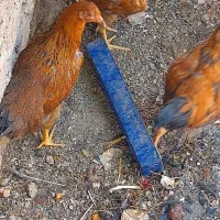 جوجه خانگی