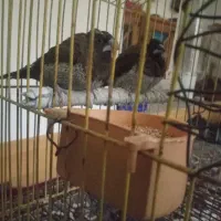 سه جفت فنچ بنگالی
