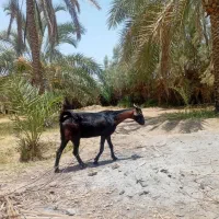 بز آبستن ۴ماه و بز کهره