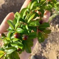باغ|فروش زمین و ملک کلنگی|آباده, |دیوار