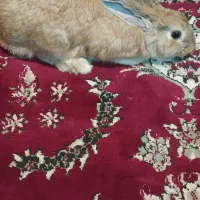 خرگوش|موش و خرگوش|ارومیه, |دیوار