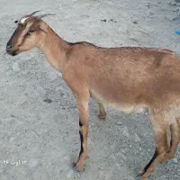 فروش دام زنده