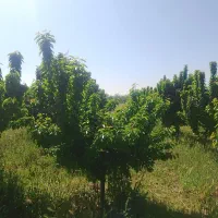 باغ ۱۰۰۰متر۲۰۰متری جاده فوشنجان