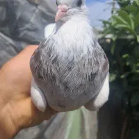 کبوتر طوقی کرمانشاه