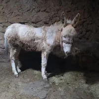 الاغ خر جوان نر