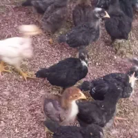 جوجه گلپایگان  جوجه جهادی