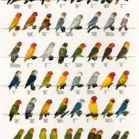 طوطی پیدا شده
