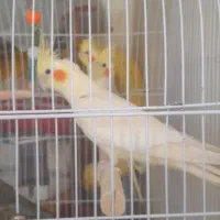 عروس هلندی 6ماهه و4 ماهه کاملا سرحال وسالم