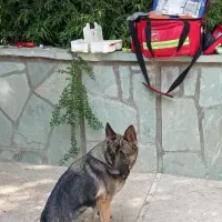 دامپزشک سیار در محل شما