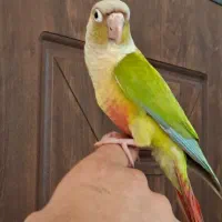 طوطی گرینچیک آناناسی دستی و سخنگو