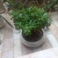 گل بنسای جیسینک میخک
