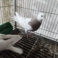 طوقی نر خفت معاوضه با چاقو