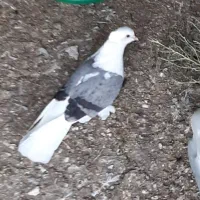 کبوتر