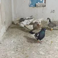 ده تا کفتر صید مخصوص نوبازی