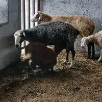 فروش گوسفندان جوان داشتی