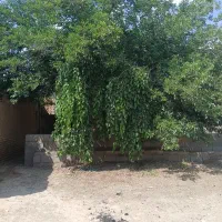 اجاره خانه دامداری دار